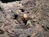 Six legged rock climber